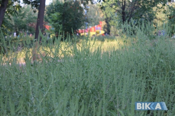 В одному із черкаських парків скоро зацвіте амброзія (ФОТО)