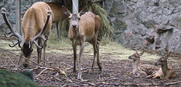 У черкаському зоопарку тимчасово не можна подивитися на оленів