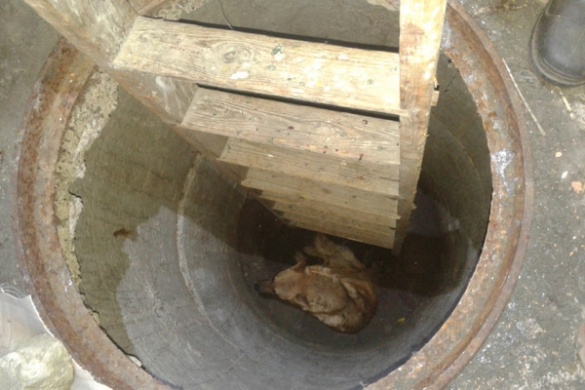 На Черкащині врятували чотирилапого, який застряг у ямі на дві доби (ВІДЕО)