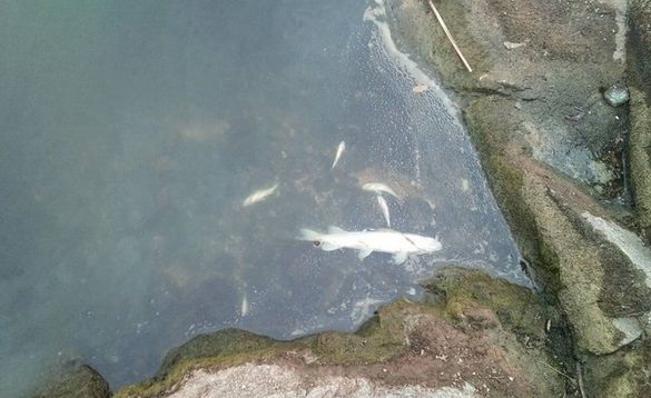 На одному з водосховищ Черкащини без кисню гине риба