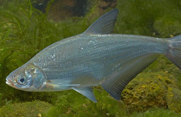 На водосховищі в Черкаській області заборонили вилов певного виду риби