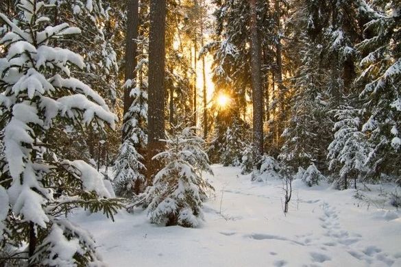 Синоптики прогнозують у Черкаській області найтеплішу зиму за 30 років