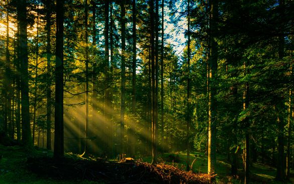 На Черкащині державі повернули ліс вартістю понад 10 мільйонів гривень