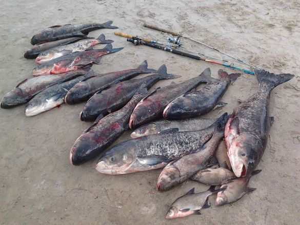 На черкаських водоймах браконьєри за тиждень наловили на майже 50 тисяч гривень