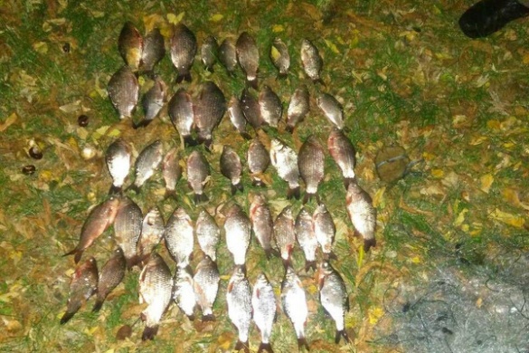 На Черкащині браконьєри виловили до півсотні кілограмів риби за добу (ФОТО)