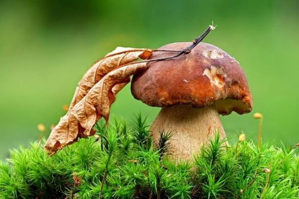 На Черкащині зафіксували нові випадки отруєння грибами