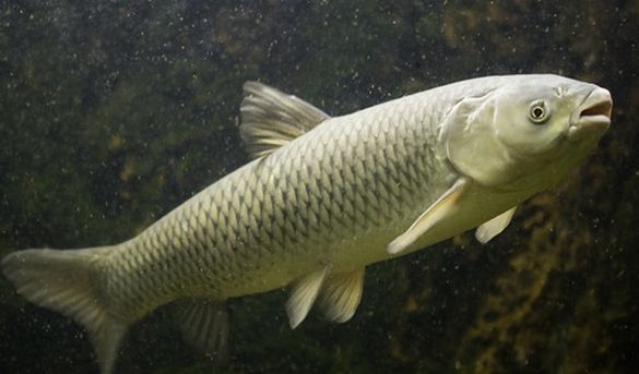 У водоймах Черкащини стане на понад 30 тонн риби більше