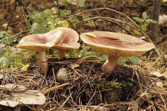 На Черкащині родина отруїлася грибами