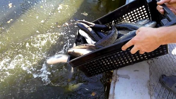У водойми одного з міст на Черкащині випустили понад півтисячі кілограмів риби (ФОТО)