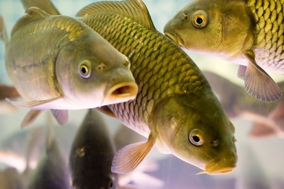 Кременчуцьке водосховище на Черкащині наповнять понад 70 тоннами риби