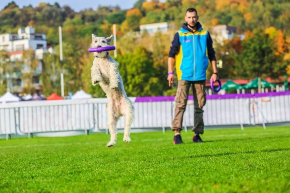 Пес із Черкащини тріумфував на світових змаганнях
