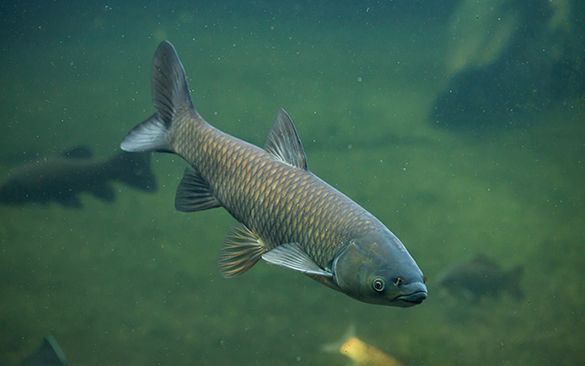 На Черкащині стартувала заборона на вилов риби у зимувальних ямах