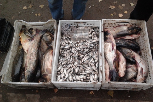 Правоохоронці викрили черкащан на незаконному продажі риби (ФОТО)