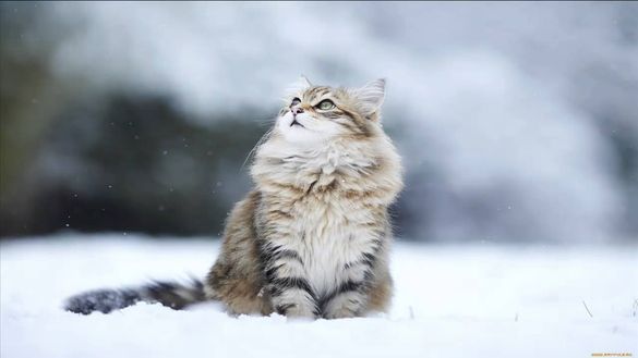 Черкаську область починає засипати перший сніг