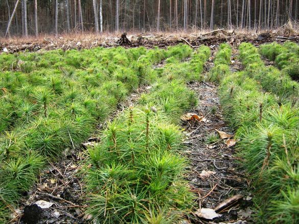 Черкаські лісівники відновили майже 200 гектарів лісу