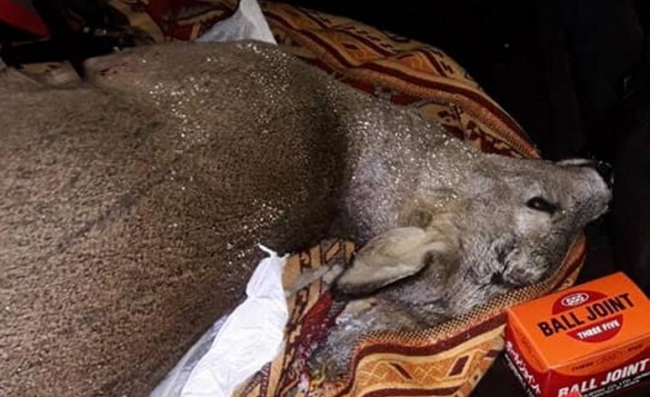 У Черкаській області браконьєр вбив косулю