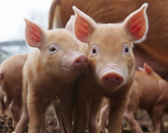 На Черкащині люди стривожені масовою загибеллю свиней