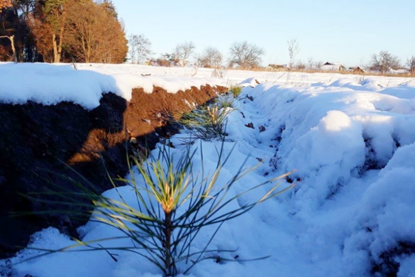 Черкаські лісівники висадили плантацію майбутніх новорічних ялинок (ФОТО)