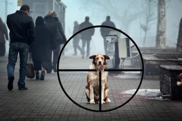 На Черкащині чоловік вийшов з автівки з рушницею і застрелив собаку, що була поруч із господарем