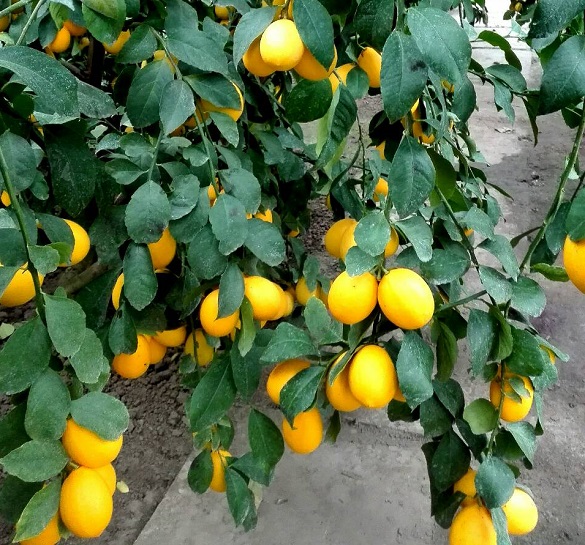 У лісгоспі на Черкащині вирощують лимони (ФОТО)