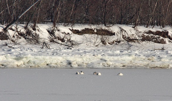 На Дніпрі під Каневом зимує кілька сімей лебедів (ФОТО)