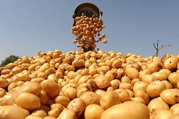 Через погодні умови на Черкащині зросли ціни на картоплю