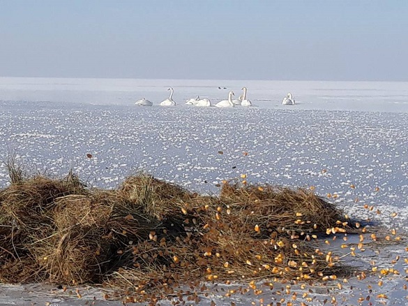 На Черкащині рятували лебедів, які примерзли до криги (ФОТО)