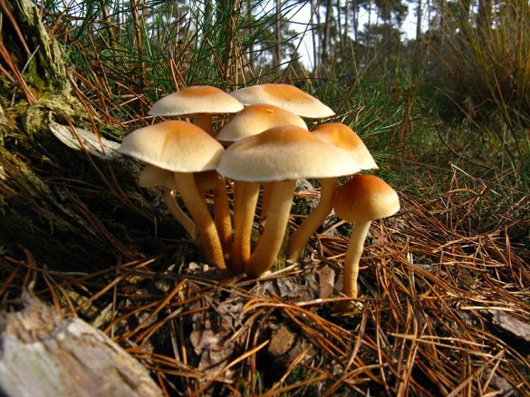 На Черкащині жінка отруїлася дикорослими грибами