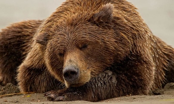 У черкаському зоопарку після зимової сплячки прокинулися ведмеді (ВІДЕО)