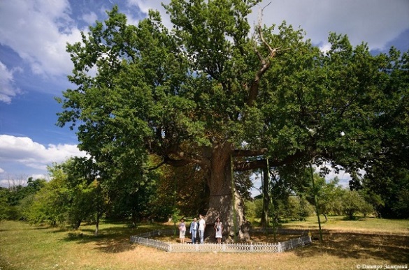 Тисячолітнім дубам на Черкащині просять надати статус національної пам’ятки природи