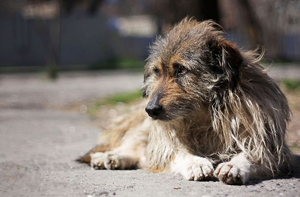 У Ватутіному від рук невідомих загинули більше 20 собак