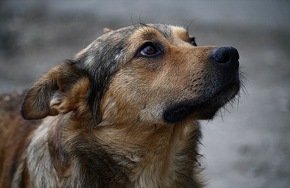 З’явилися нові подробиці масового вбивства собак у Ватутіному (ВІДЕО)