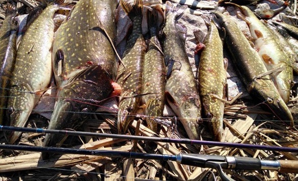 На Черкащині браконьєри наловили риби на понад п'ять тисяч гривень (ФОТО)