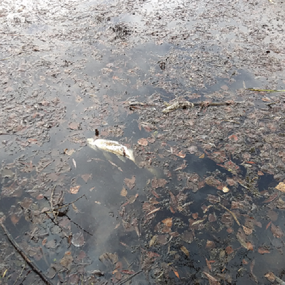 У Смілі масово загинула риба (ФОТО)