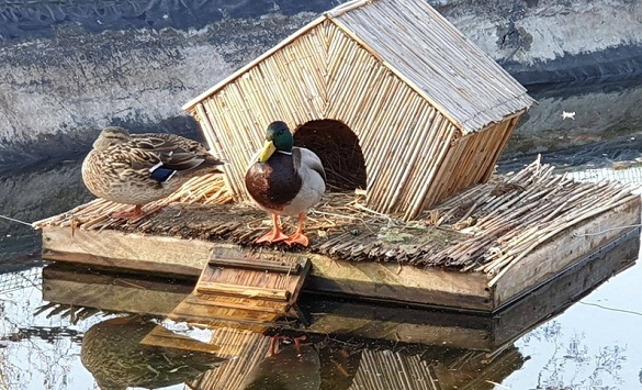 У Черкаси прийшла весна: на штучну водойму прилетіли дикі качки (ФОТО)