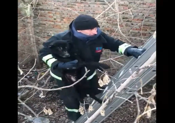 На Черкащині врятували собаку, який впав до ями (ВІДЕО)