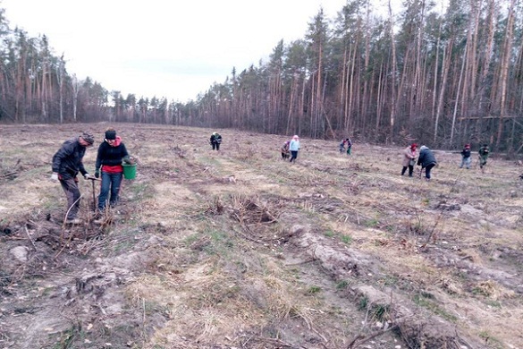 На Черкащині продовжують висаджувати молоді дерева (ФОТО)