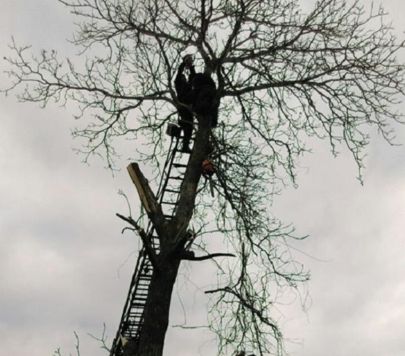 На Черкащині чоловік опинився в полоні у дерева