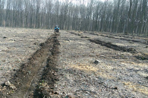 На Черкащині продовжують висаджувати гектари лісу