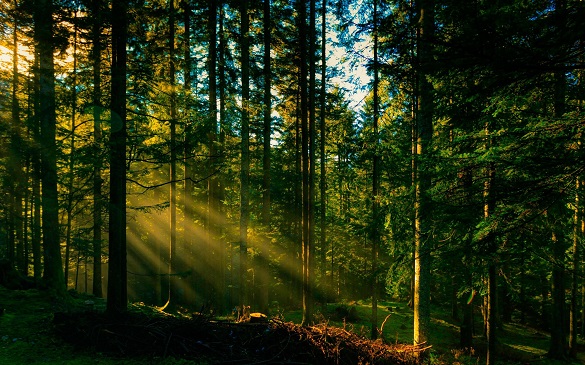 На Черкащині продовжують висаджувати ліс (ВІДЕО)