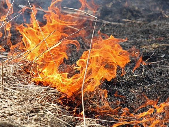 За добу на Черкащині ліквідували десяток пожеж в екосистемах