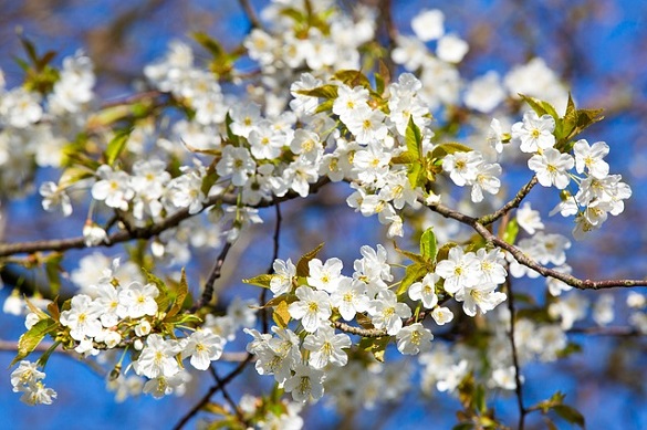Плодові дерева на Черкащині цього року зацвітуть раніше