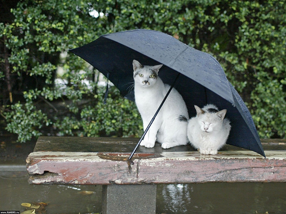 Готуйте парасолю: завтра на Черкащині дощитиме