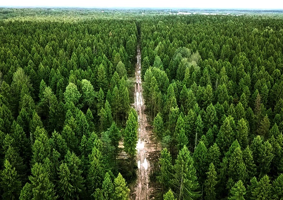 У Черкаській області впроваджують сучасні методи саджання лісу (ВІДЕО)