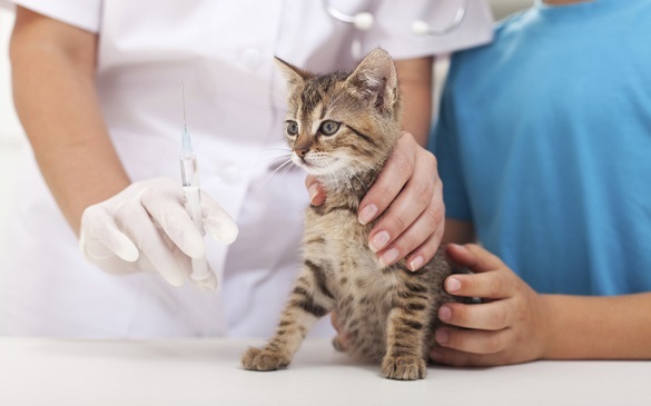 В Умані виявили скаженого кота: планується масова вакцинація тварин