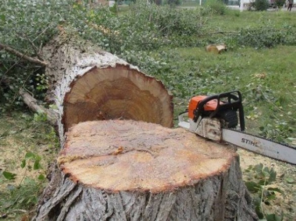 У черкаському парку зріжуть більше 200 дерев
