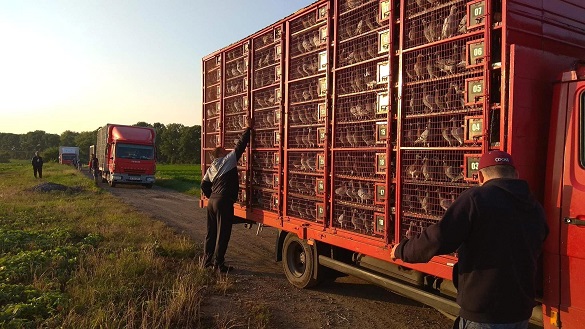 На Черкащині випустили 80 тисяч голубів з Румунії (ВІДЕО)