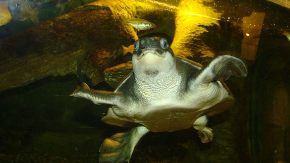У черкаському зоопарку живуть черепахи дев'яти видів (ФОТО)