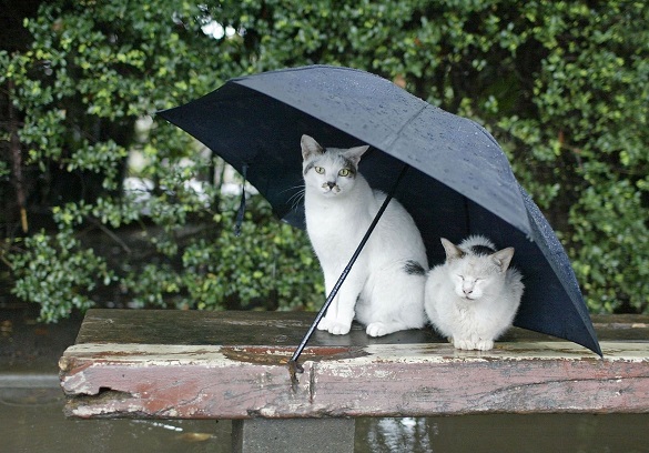 Готуйте парасолю: синоптики обіцяють на Черкащині дощі з грозами