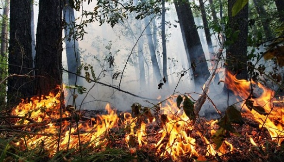 На Черкащині оголосили надзвичайний рівень пожежної небезпеки